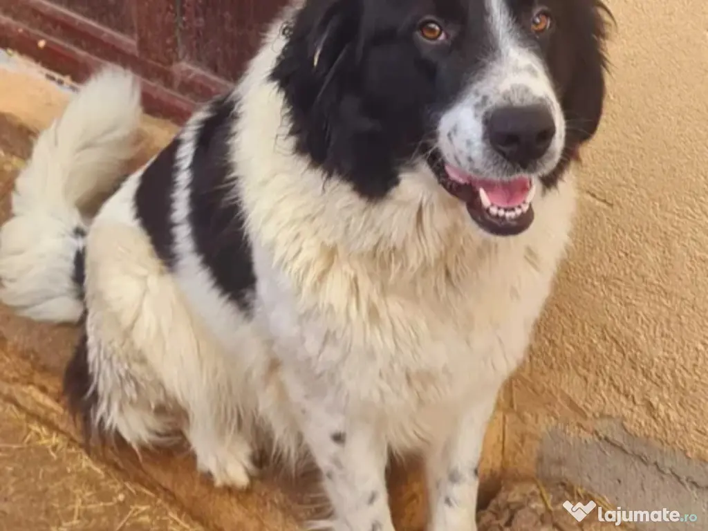 Ciobănesc de  Bucovina 