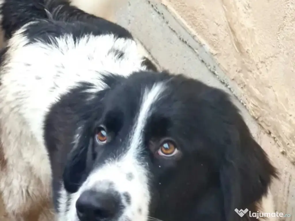 Ciobănesc de  Bucovina 