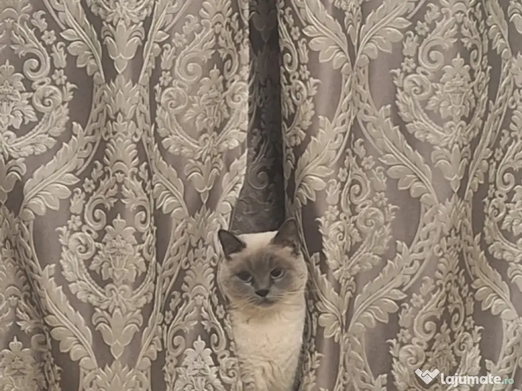 Vând pisică British Shorthair