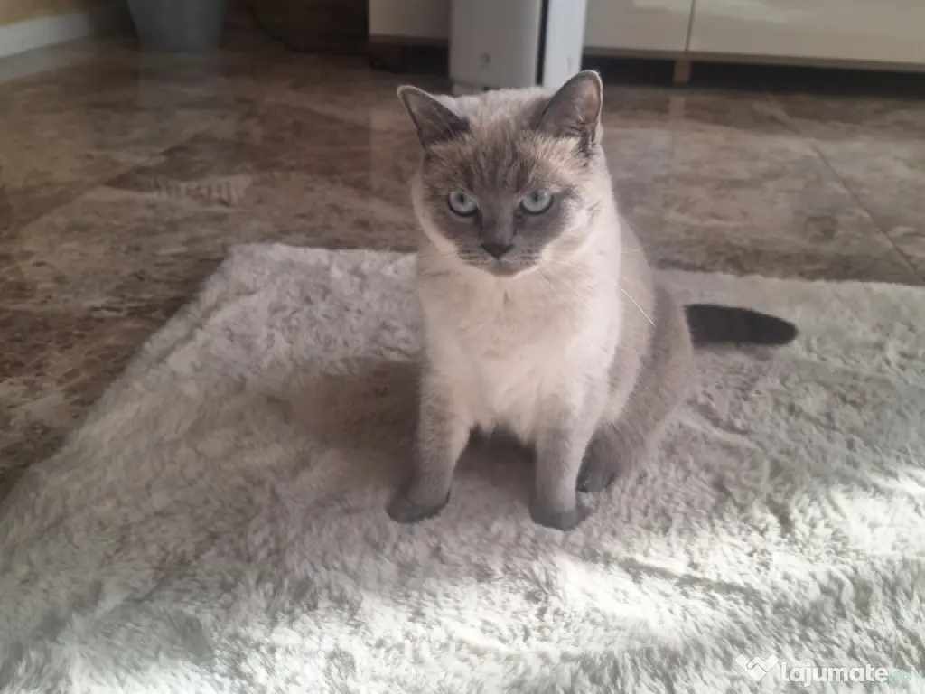 Vând pisică British Shorthair