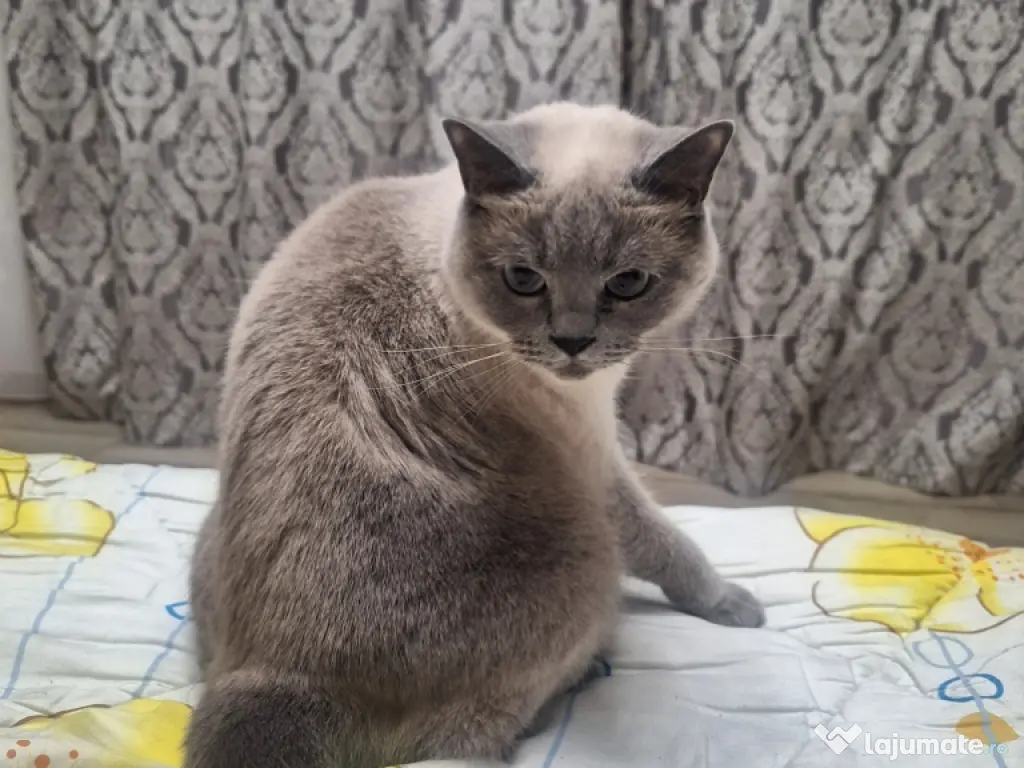 Vând pisică British Shorthair