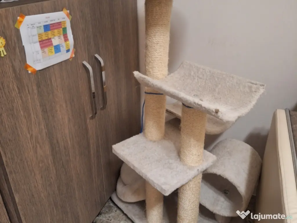 Vând pisică British Shorthair