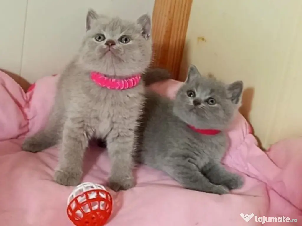 British shorthair motanei și pisicuțe 
