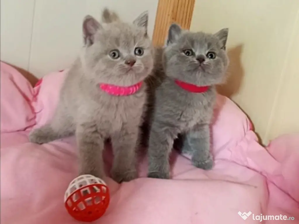 British shorthair motanei și pisicuțe 