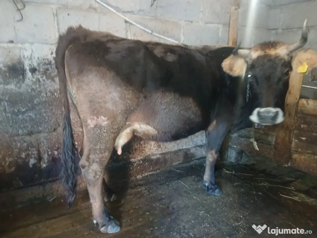 Vacă de Vânzare
