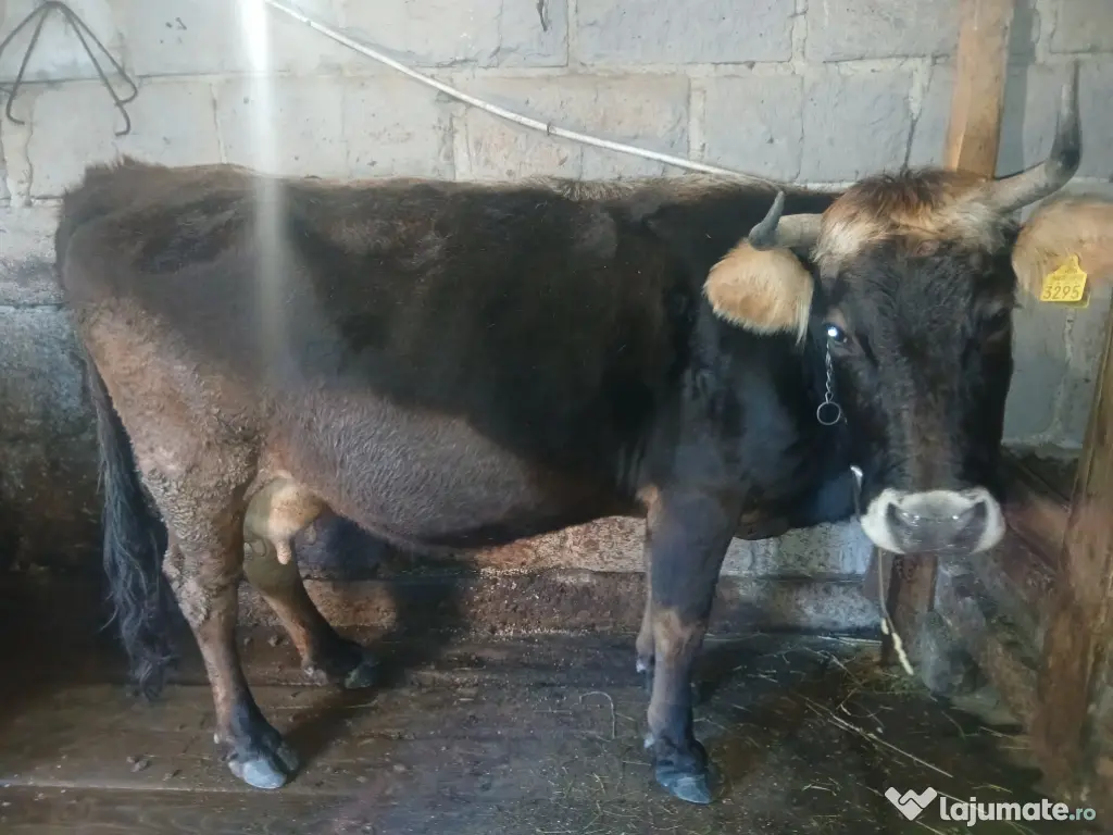 Vacă de Vânzare