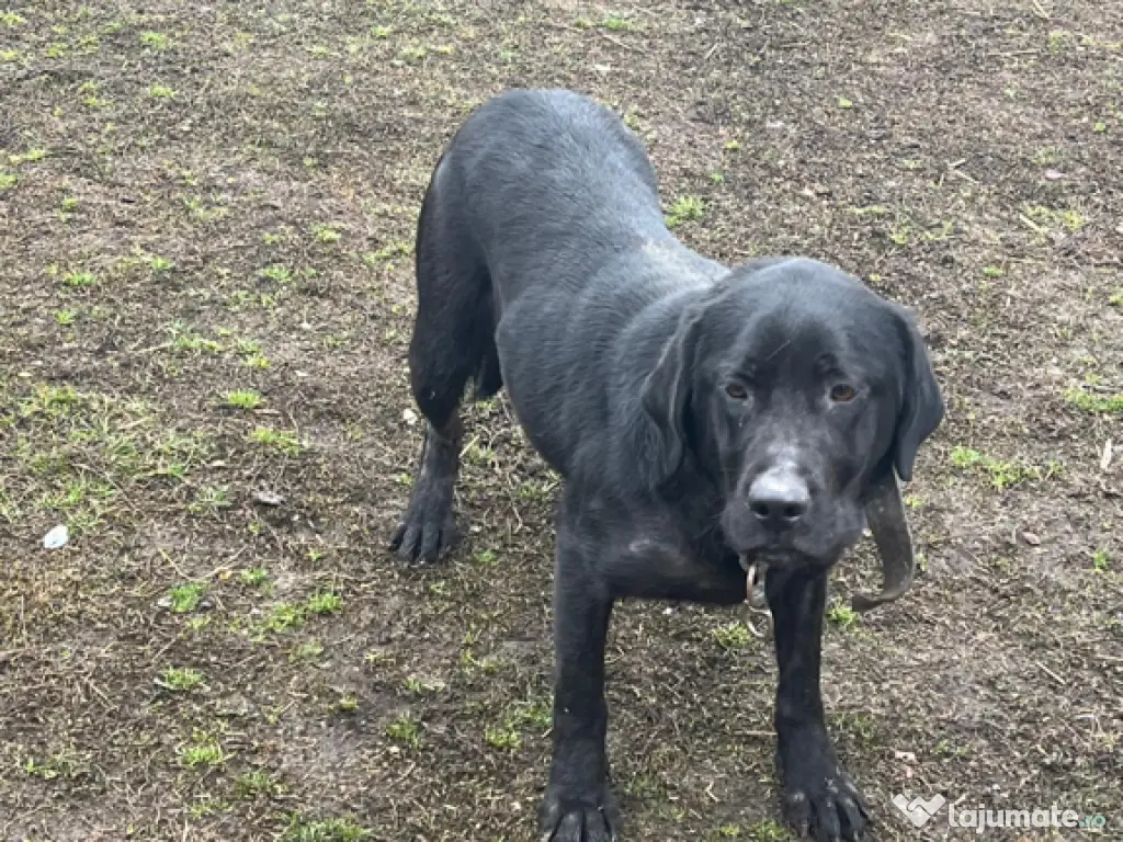 Cățelușă Labrador 