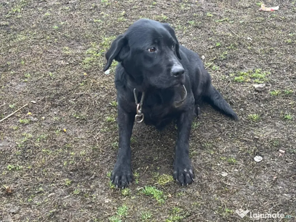 Cățelușă Labrador 