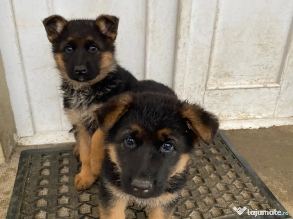 Pui ciobănesc german 
