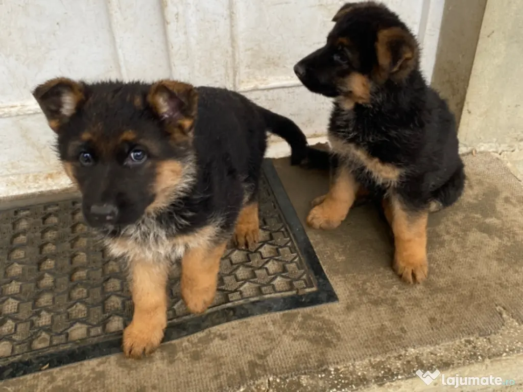 Pui ciobănesc german 