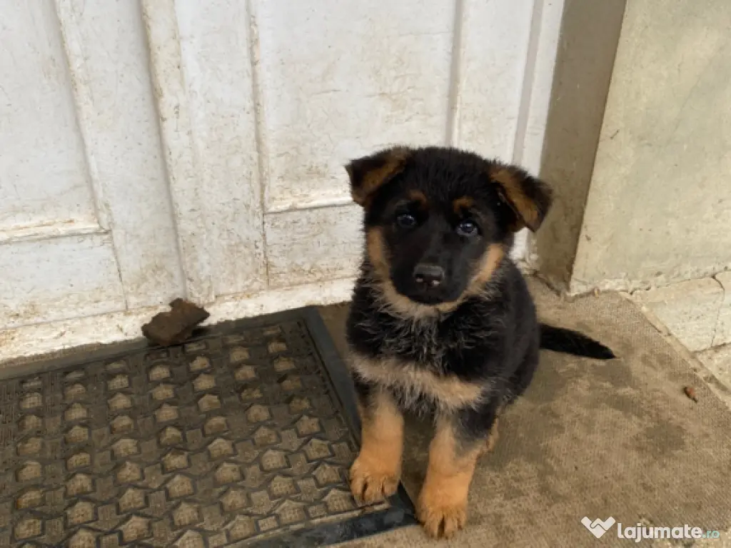 Pui ciobănesc german 