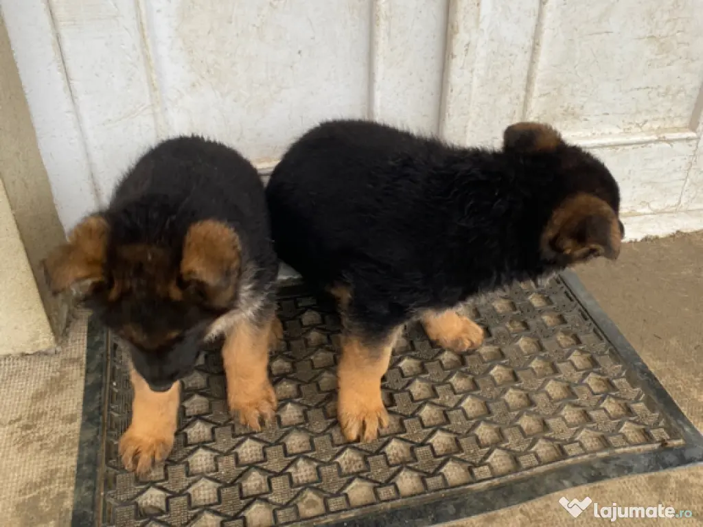 Pui ciobănesc german 