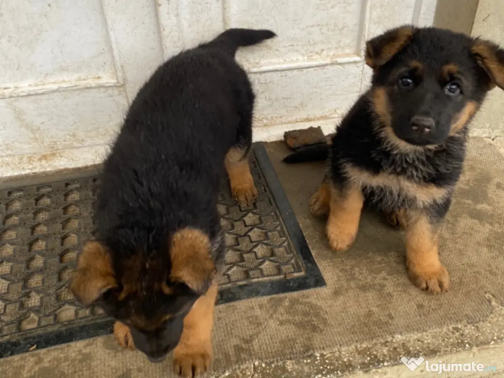 Pui ciobănesc german 