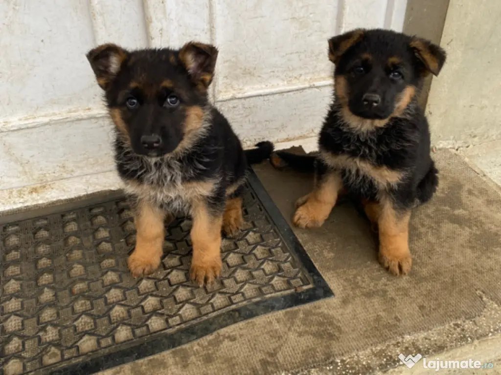 Pui ciobănesc german 