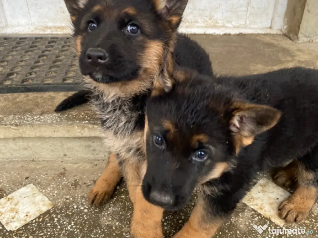 Pui ciobănesc german 