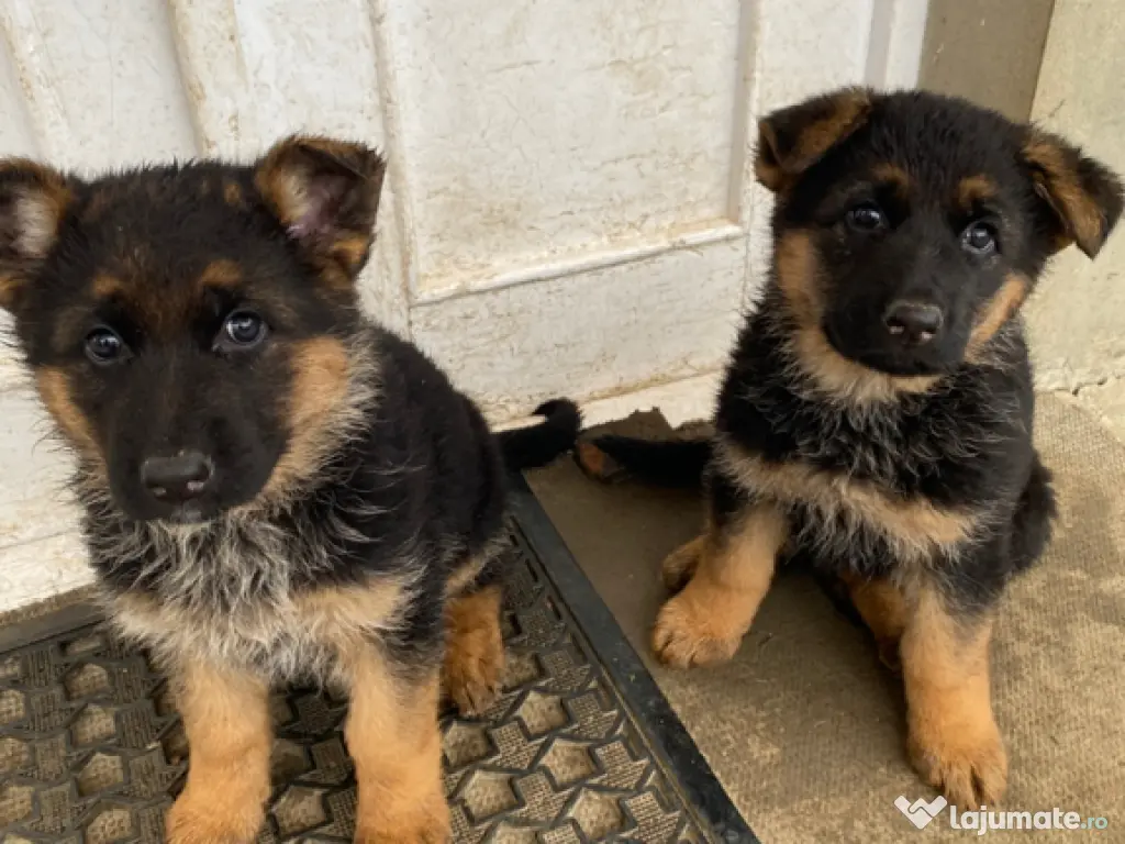 Pui ciobănesc german 