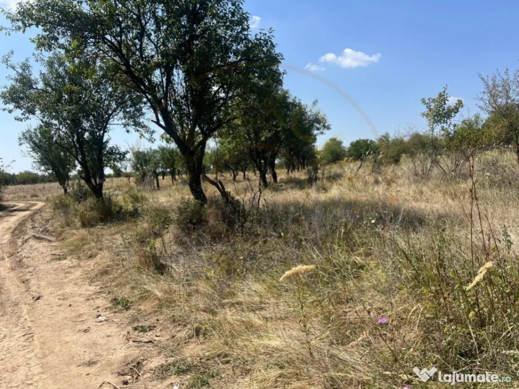 Teren intravilan 5744 mp Mosoaia-Prunilor 