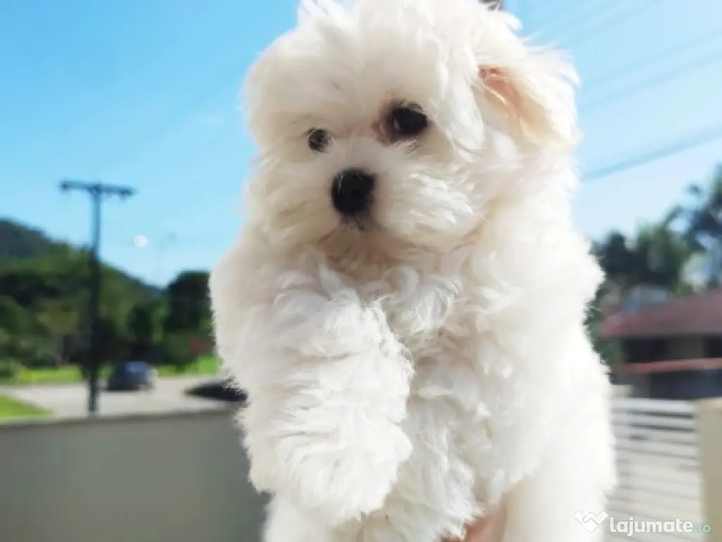 bichon maltez mini toy Perfect sănătos 