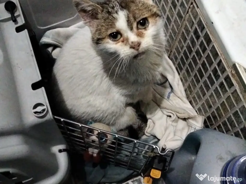 Donez Motan cuminte maidanez