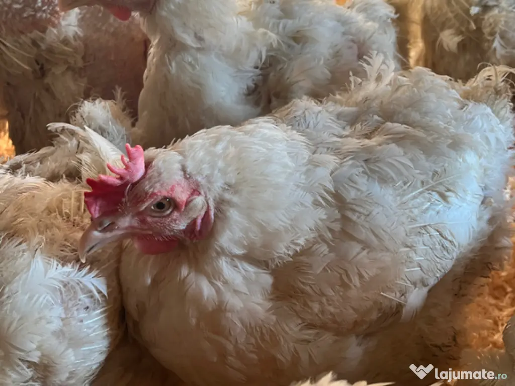 Cocoși și găini pentru sacrificat