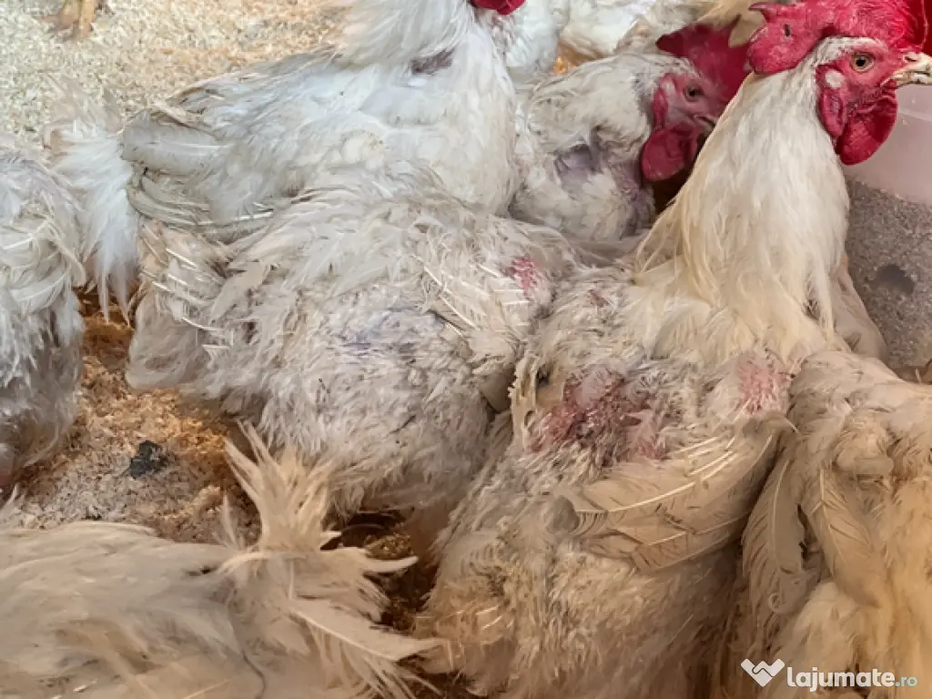 Cocoși și găini pentru sacrificat