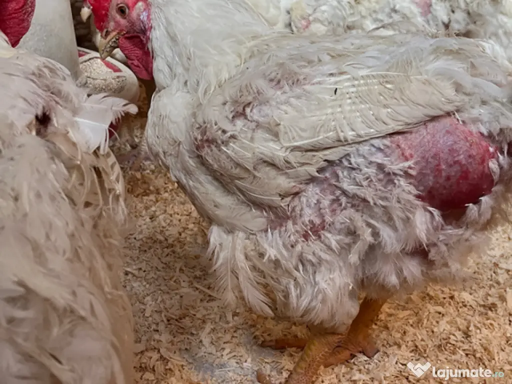 Cocoși și găini pentru sacrificat