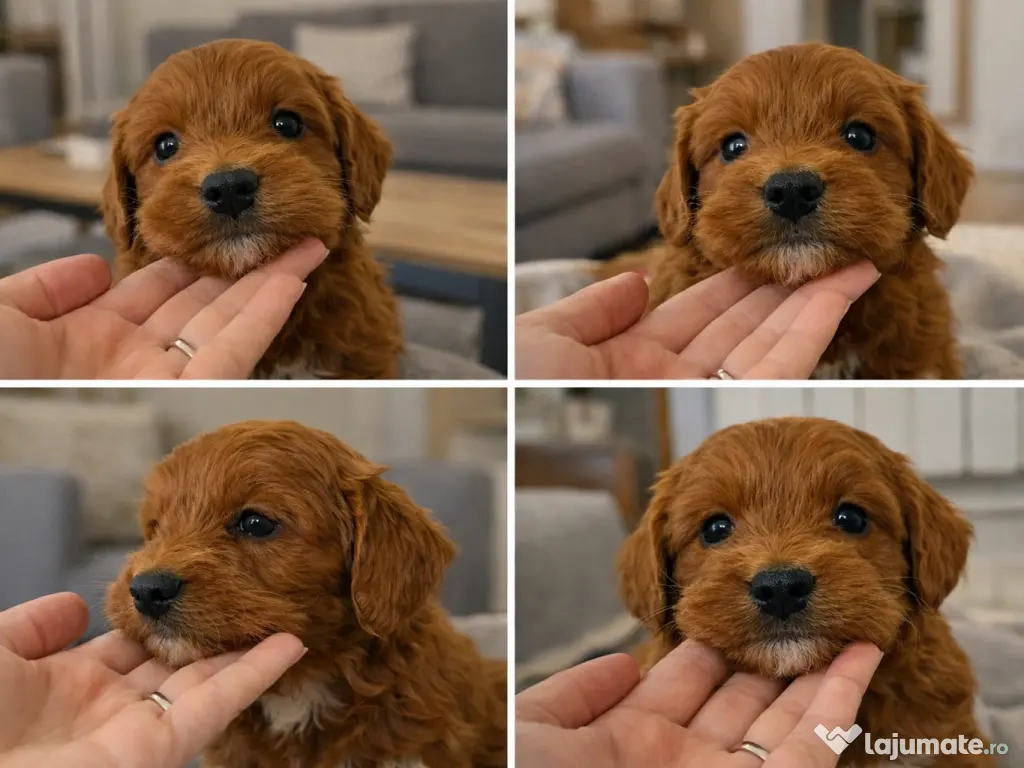 Pui rasa Goldendoodle cu garanție medicală 