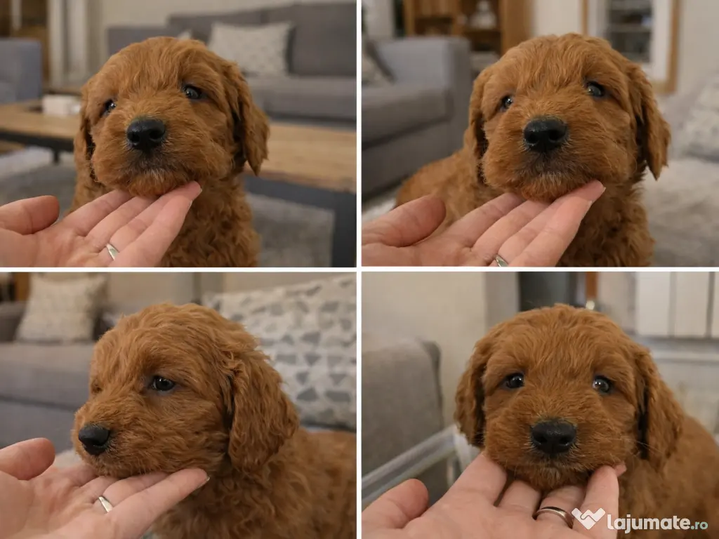 Pui rasa Goldendoodle cu garanție medicală 