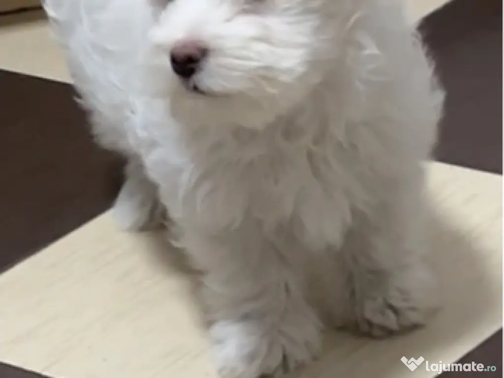 Bichon maltez, mascul