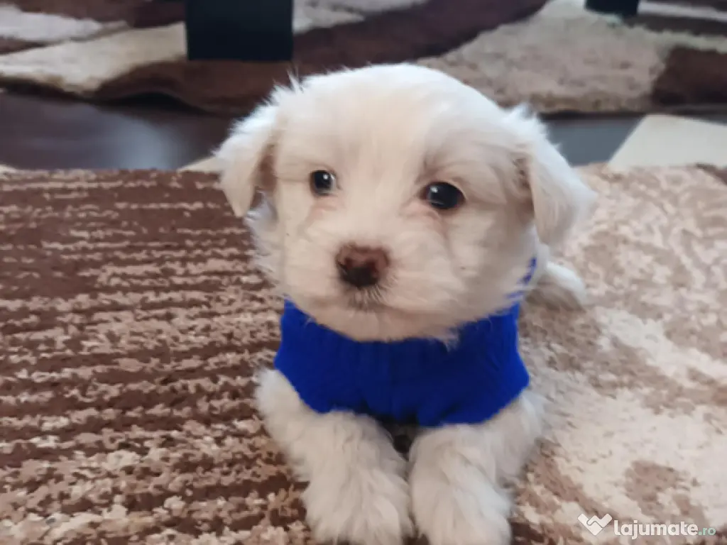 Bichon maltez, mascul