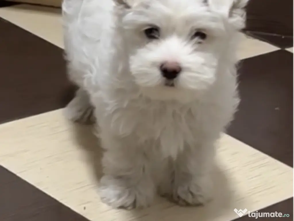 Bichon maltez, mascul