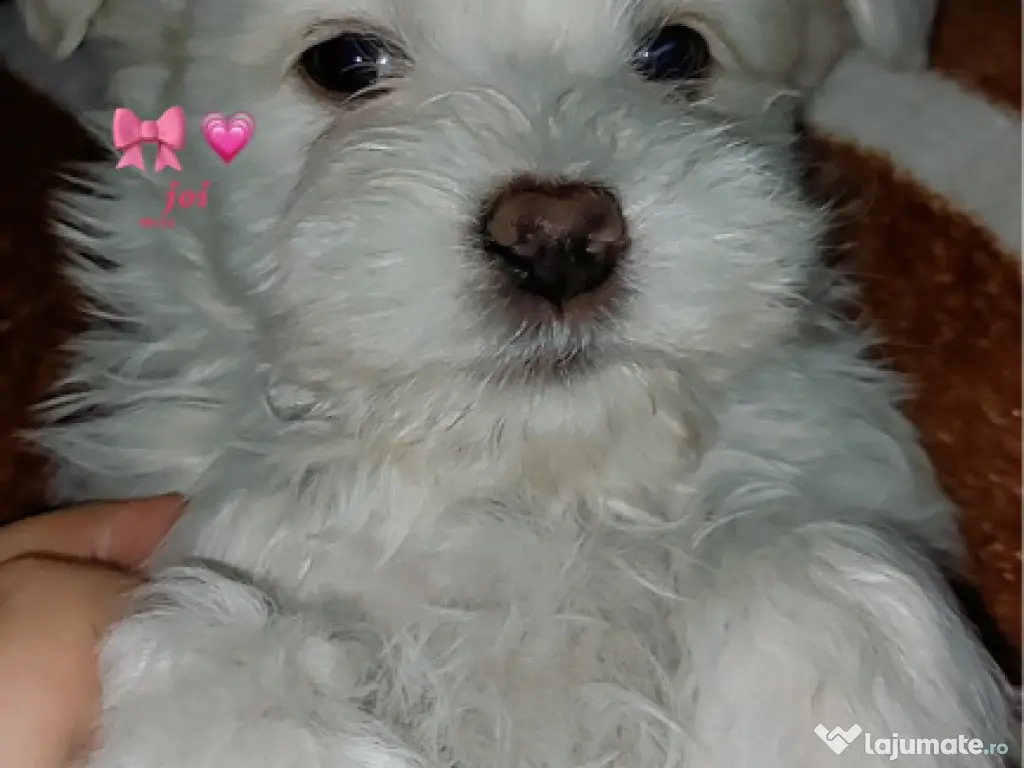 Bichon maltez, mascul