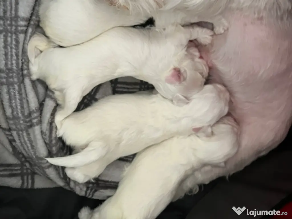 Bichon maltez, mascul