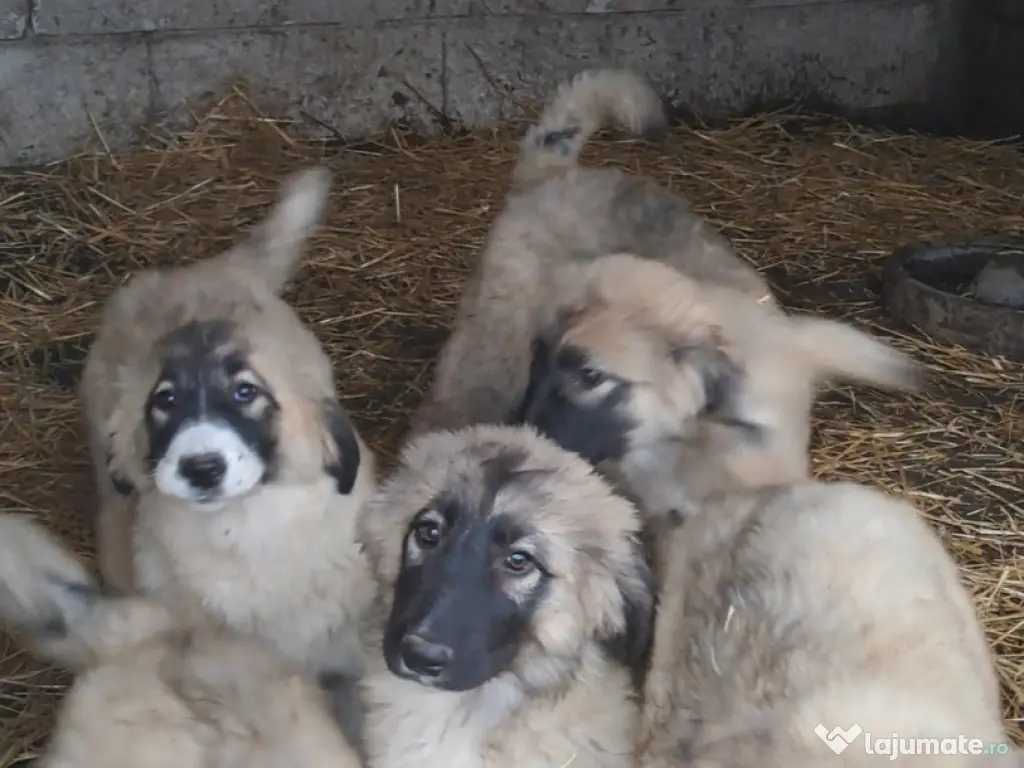 Ciobanesc Românesc Carpatin
