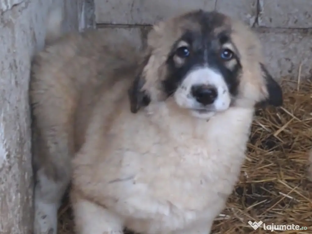 Ciobanesc Românesc Carpatin