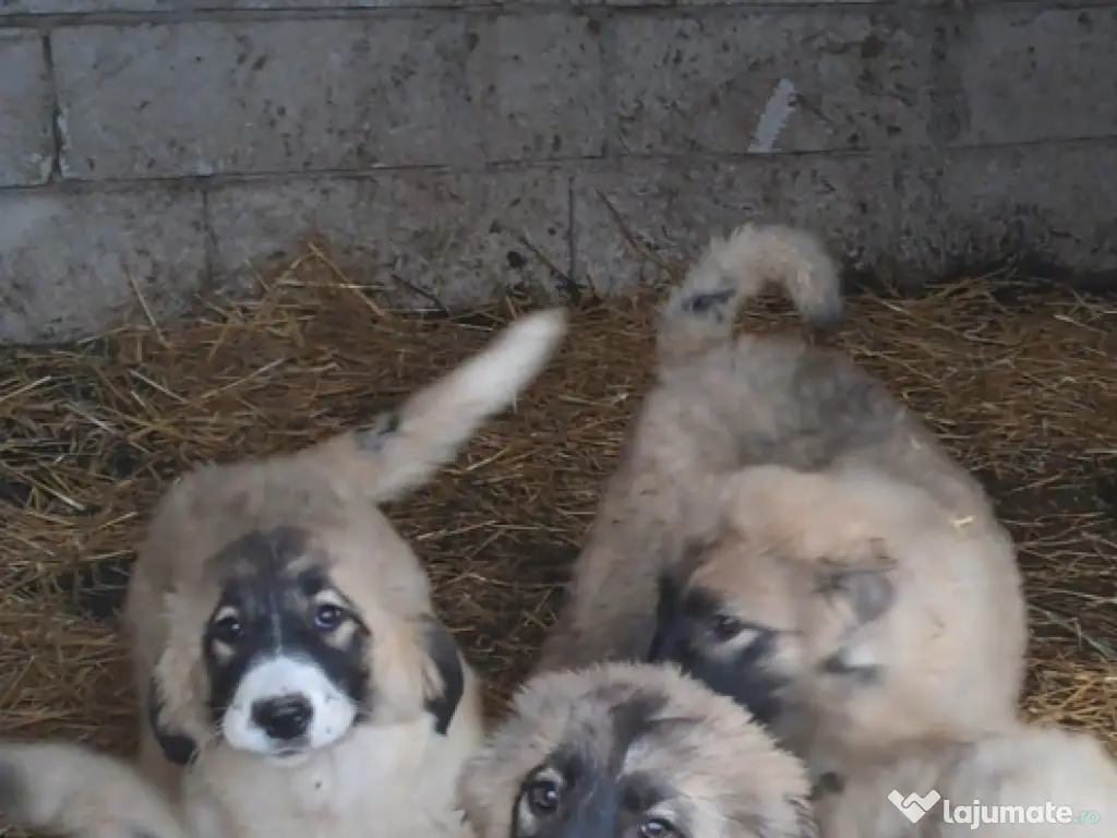 Ciobanesc Românesc Carpatin