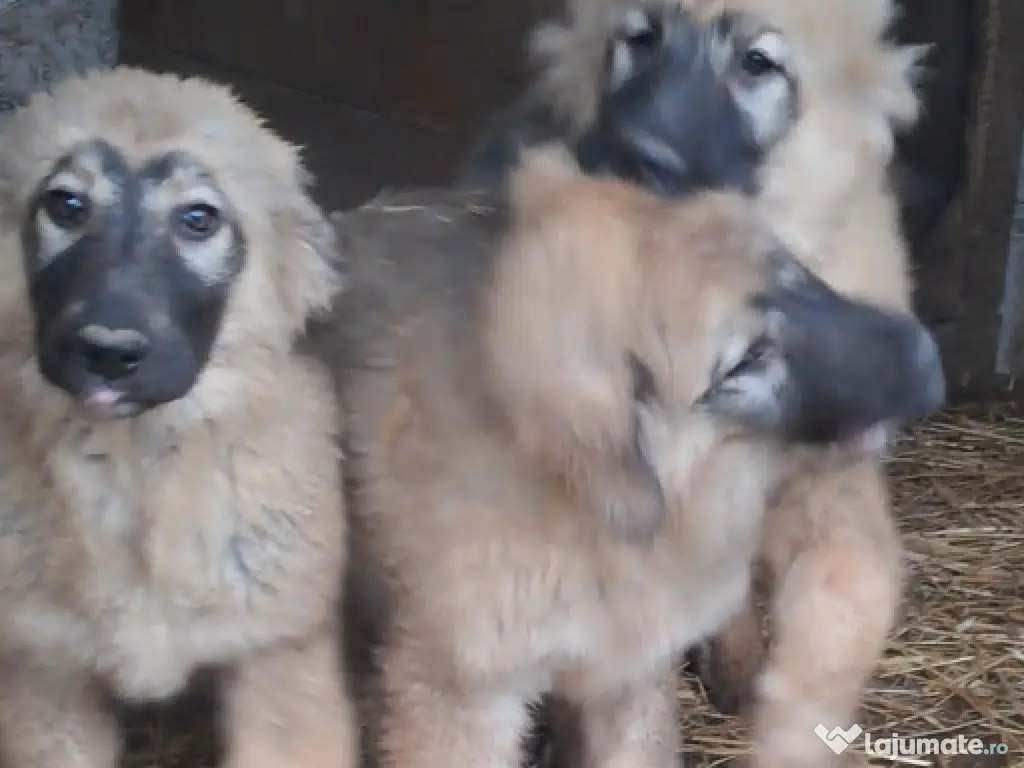 Ciobanesc Românesc Carpatin