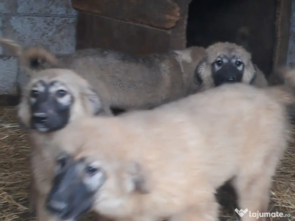 Ciobanesc Românesc Carpatin