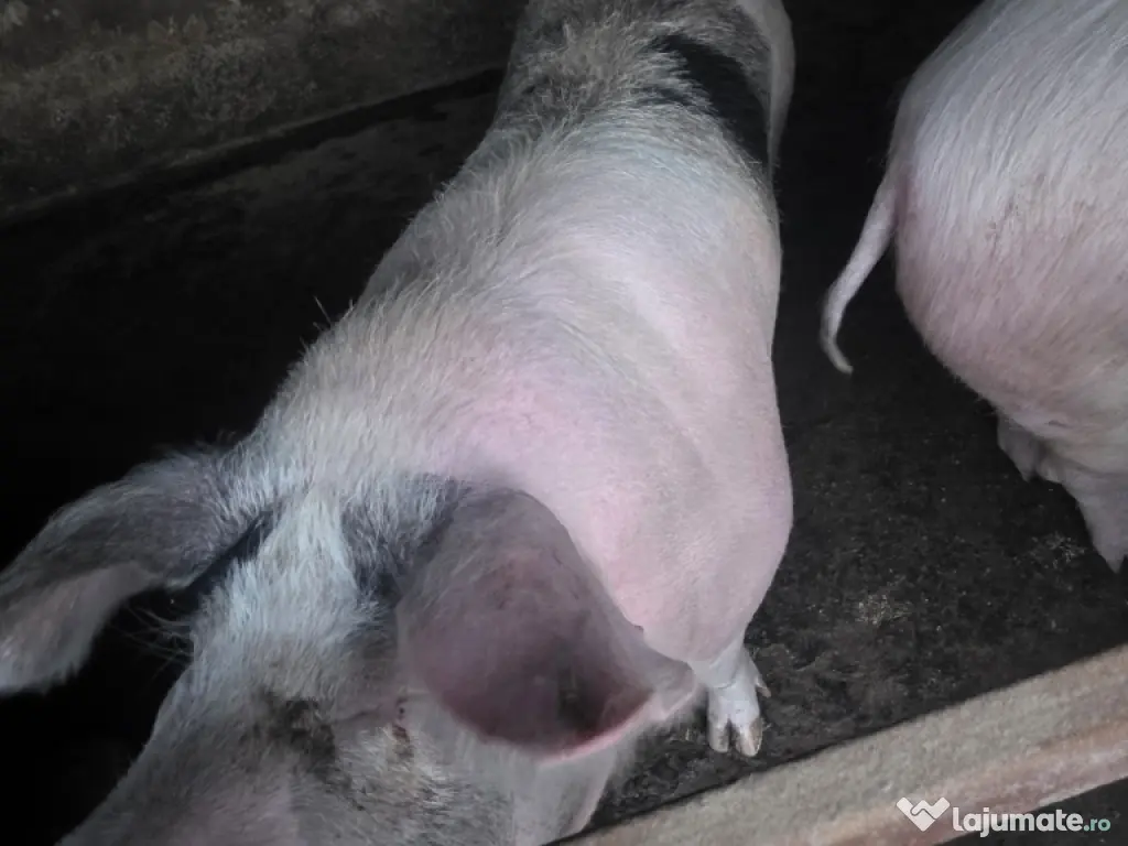 carne proaspătă de vanzare 