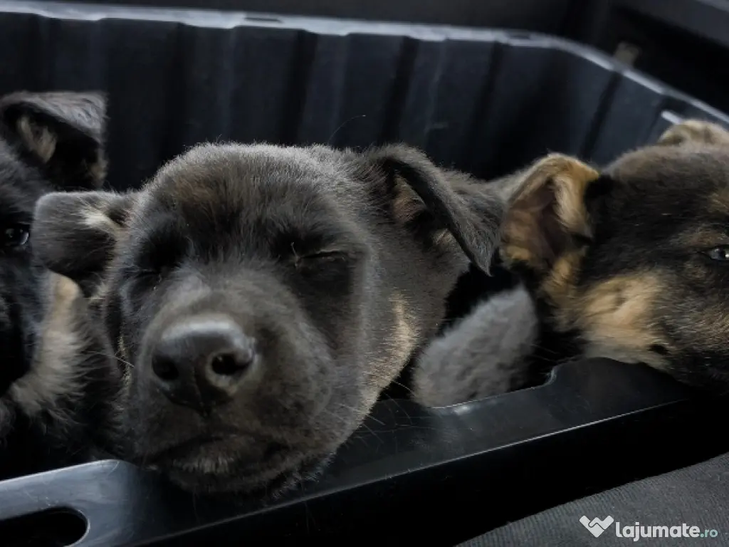 Pui Ciobănesc German