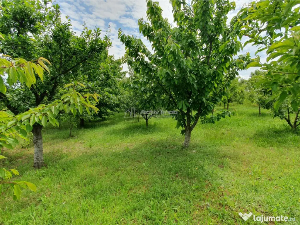 Teren intravilan - 2400 mp - 3 cabane din lemn modulare - Li 