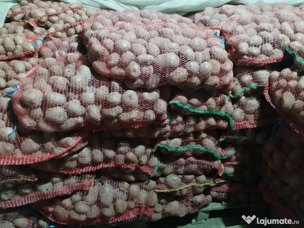 Cartofi rosii Laura samanta/consum 