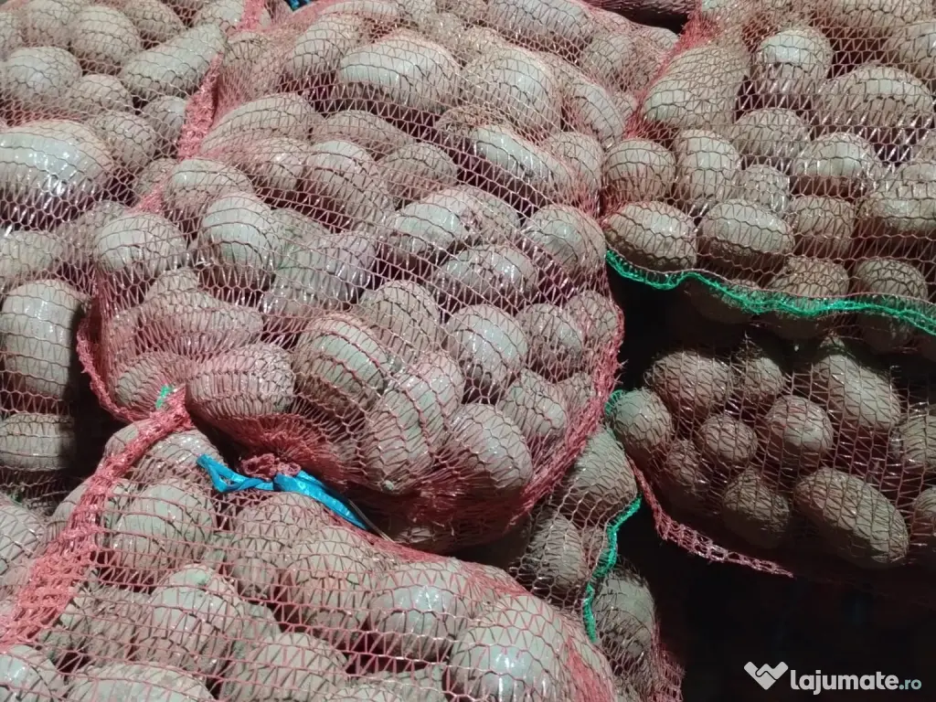 Cartofi rosii Laura samanta/consum 