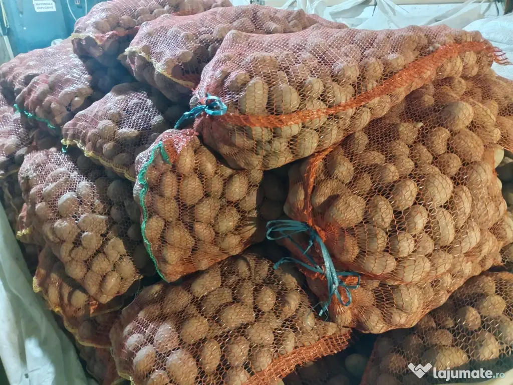 Cartofi rosii Laura samanta/consum 