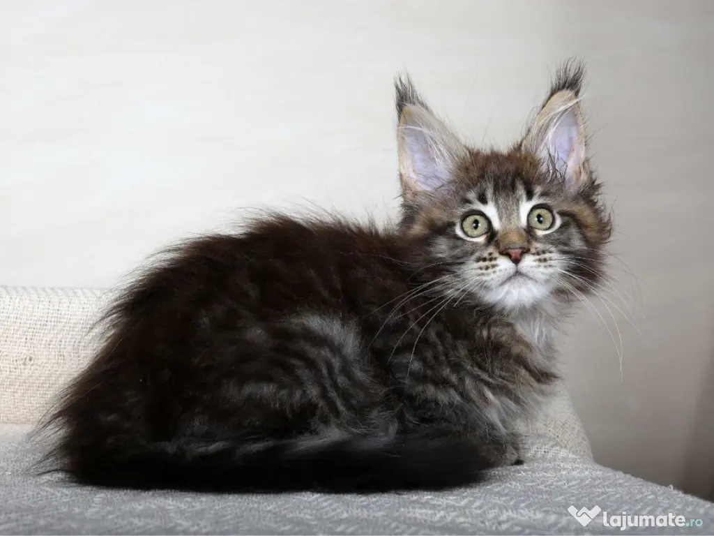 Maine coon puiuți