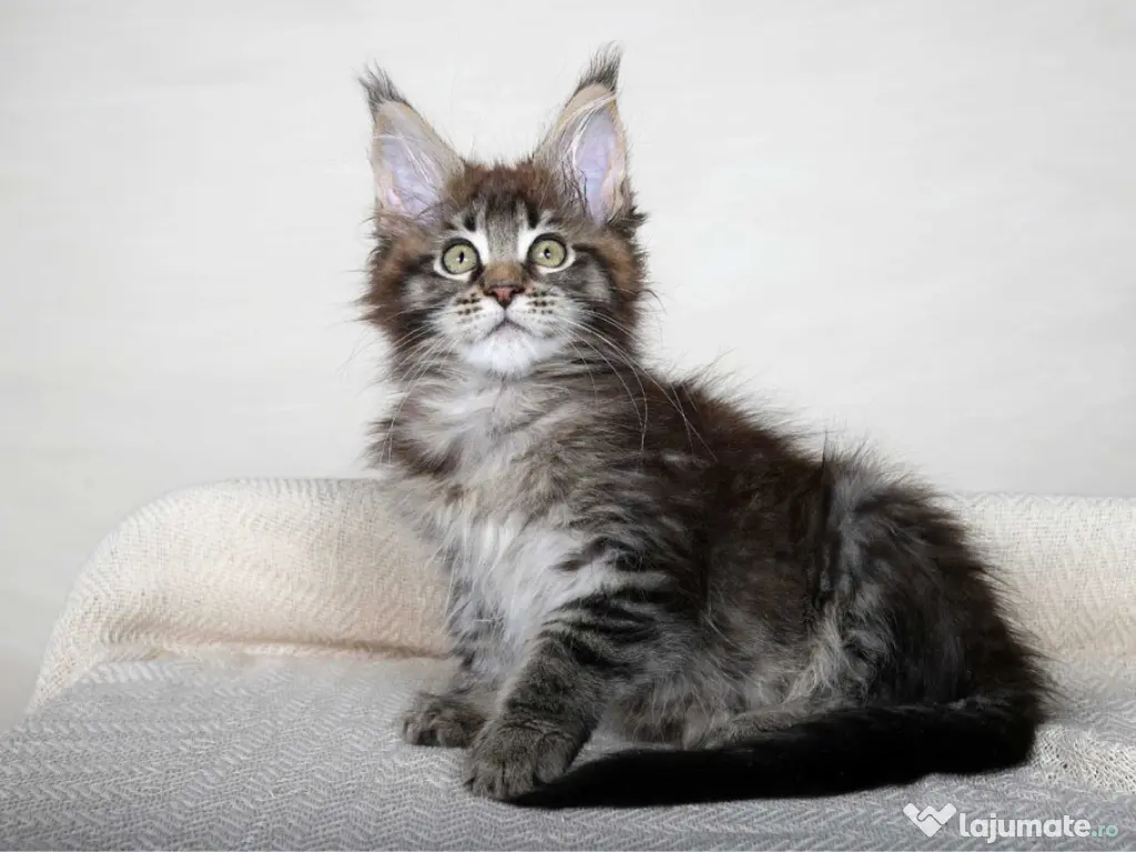 Maine coon puiuți 