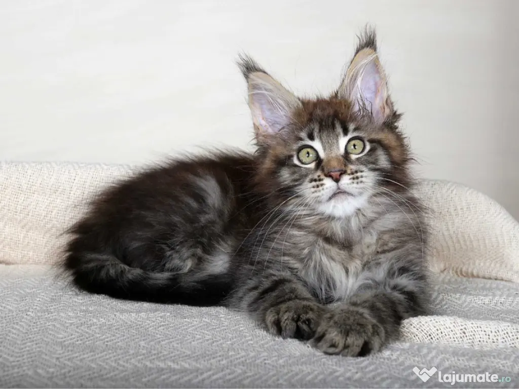 Maine coon puiuți 