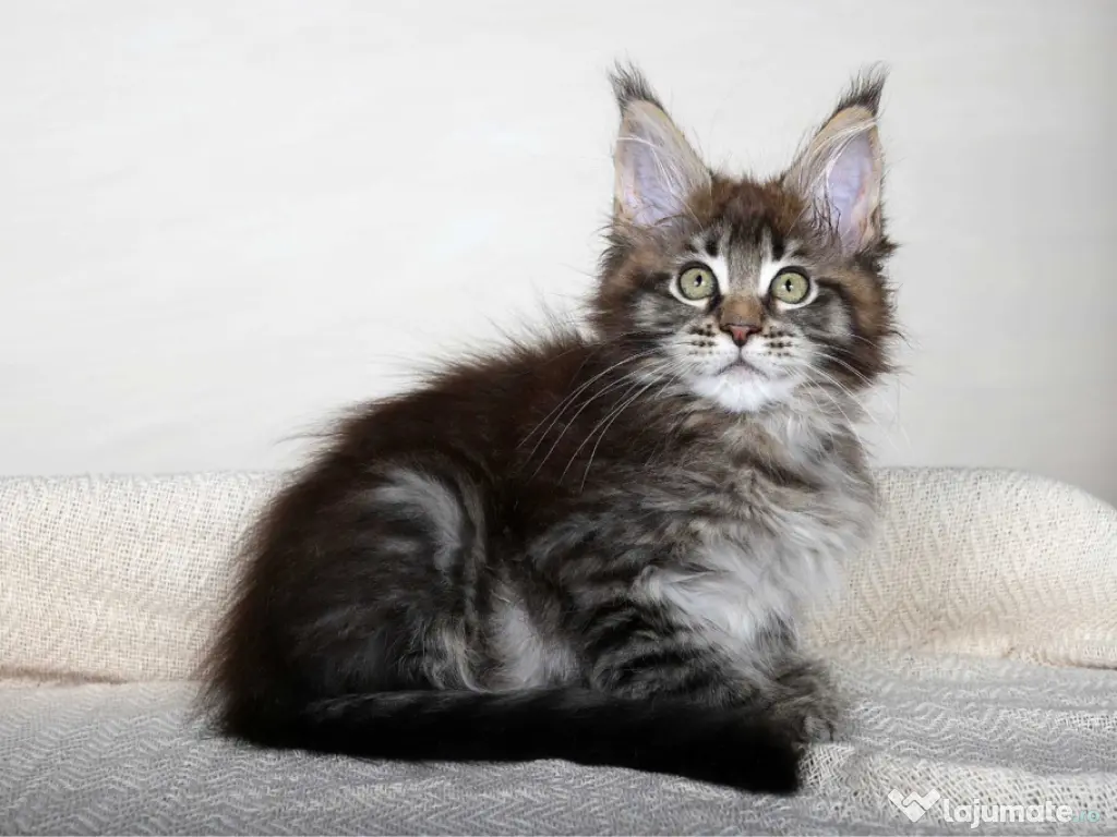 Maine coon puiuți 
