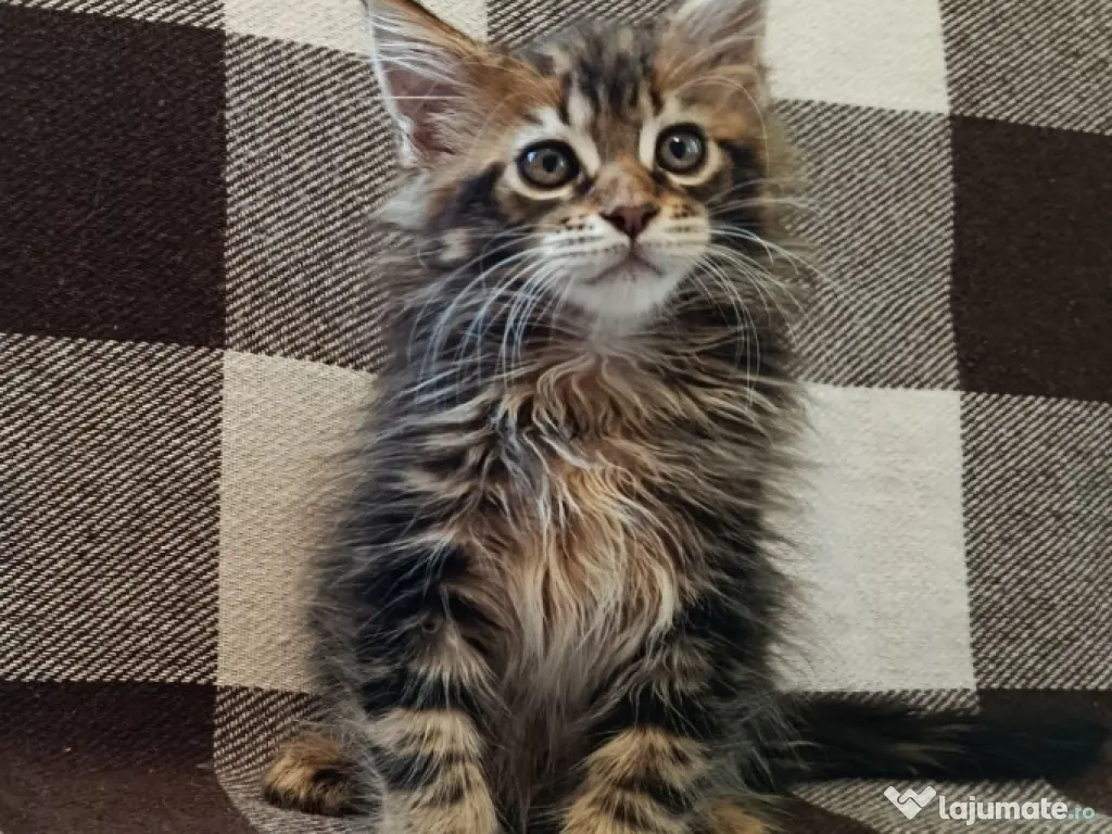 Maine coon băieței și fetițe 