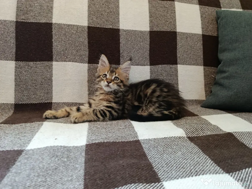 Maine coon băieței și fetițe 